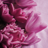 "Professional photographer" Shooting. Treatment. Studio work - Image 6